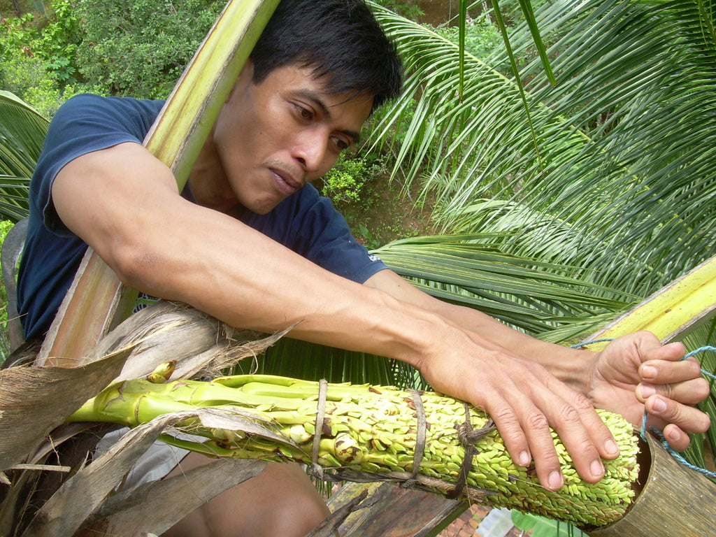 A farmer harvesting coconut sugar.