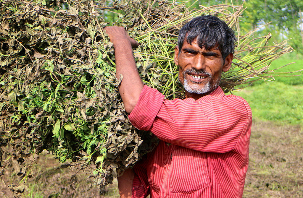 A smiling farmer harvesting mint.