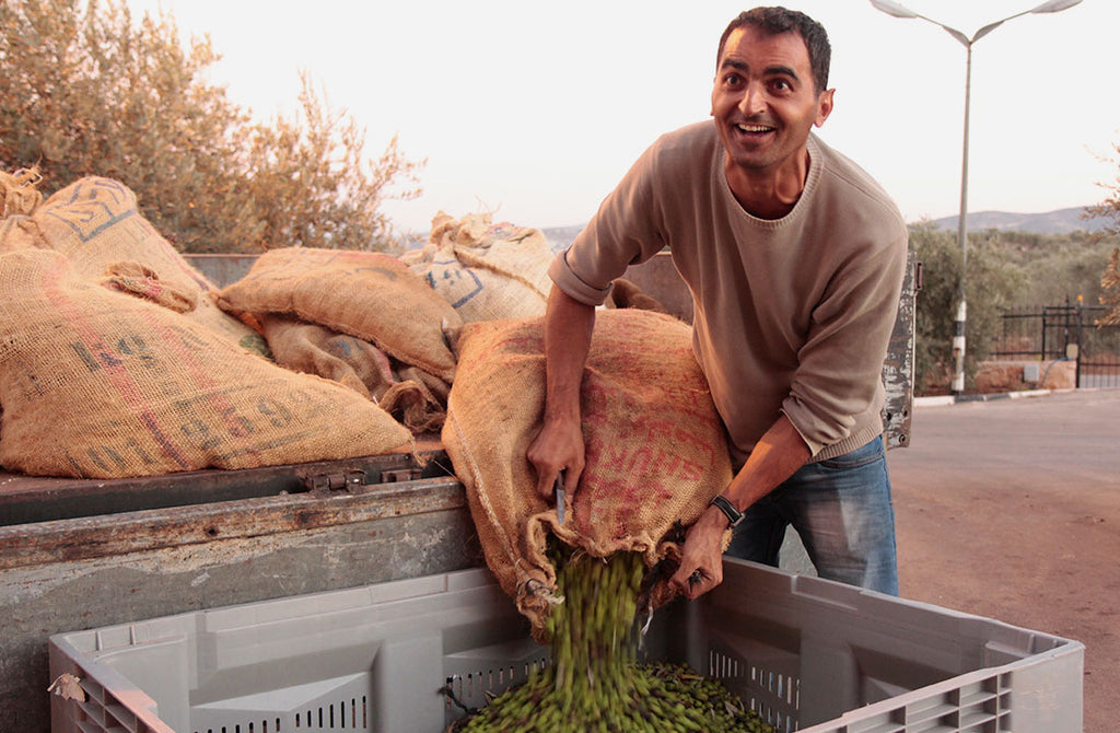 A worker harvesting materials for olive oil.