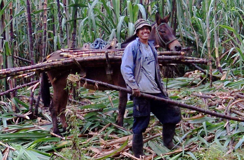 A smiling farmer harvesting sugar cane.
