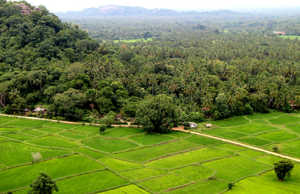 An overhead view of organic farmland.