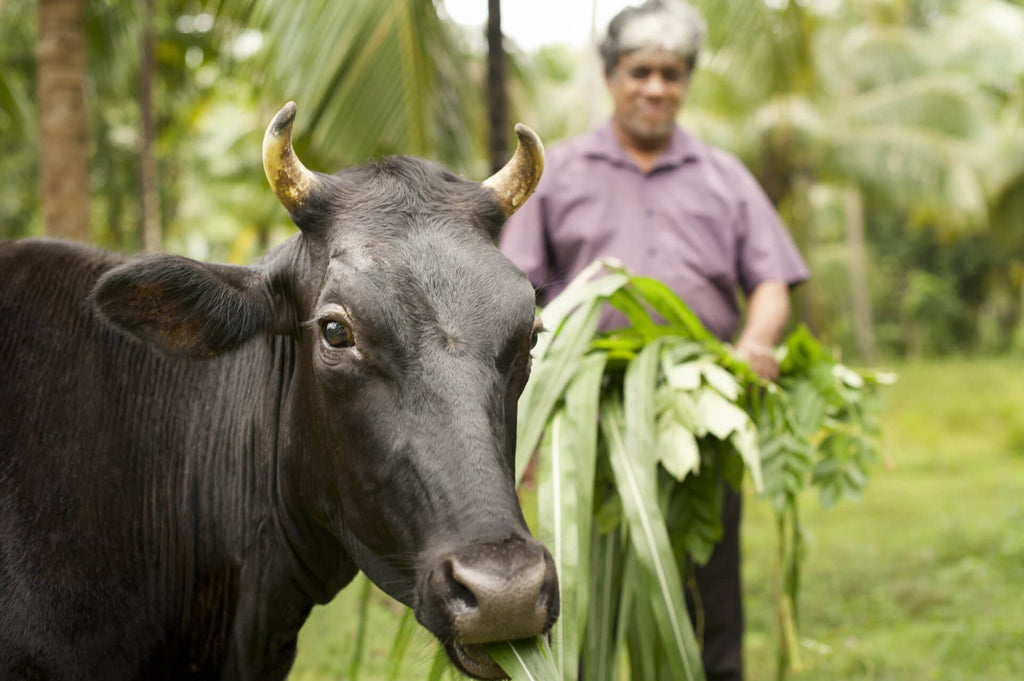 A farmer standing beside an ox.