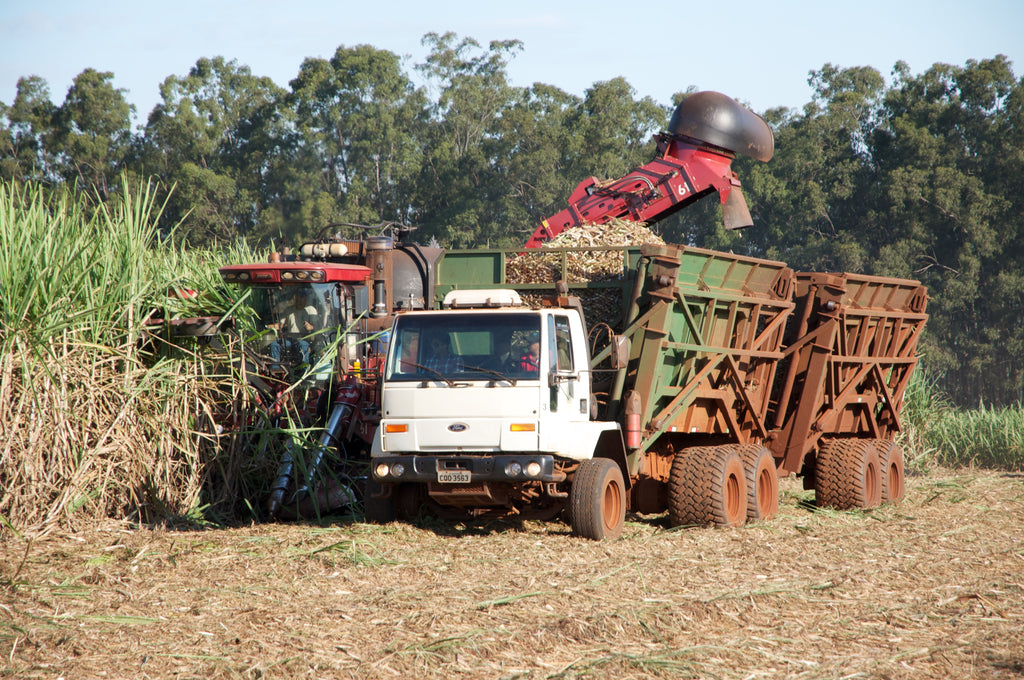 Farm equipment harvesting sugar cane.