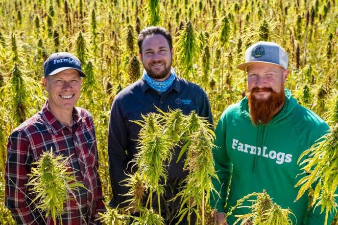 Three men in a cannabis field. 